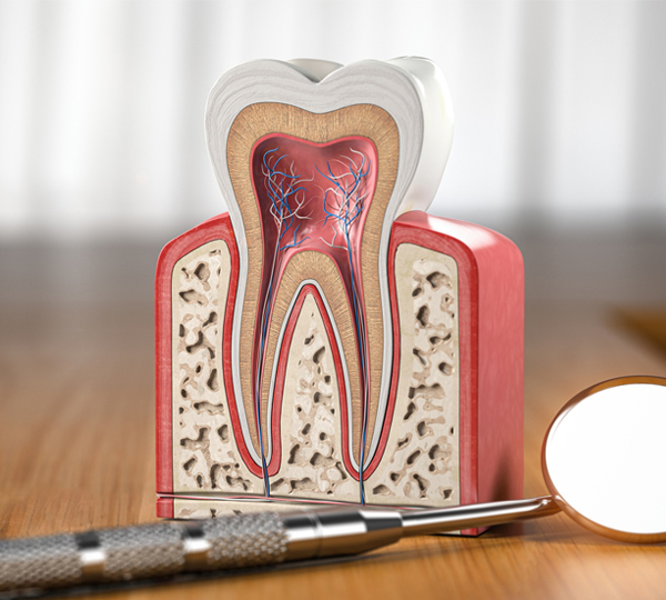 Dental cross-section model showing tooth anatomy with pulp chamber, dentin, and roots on wooden surface.